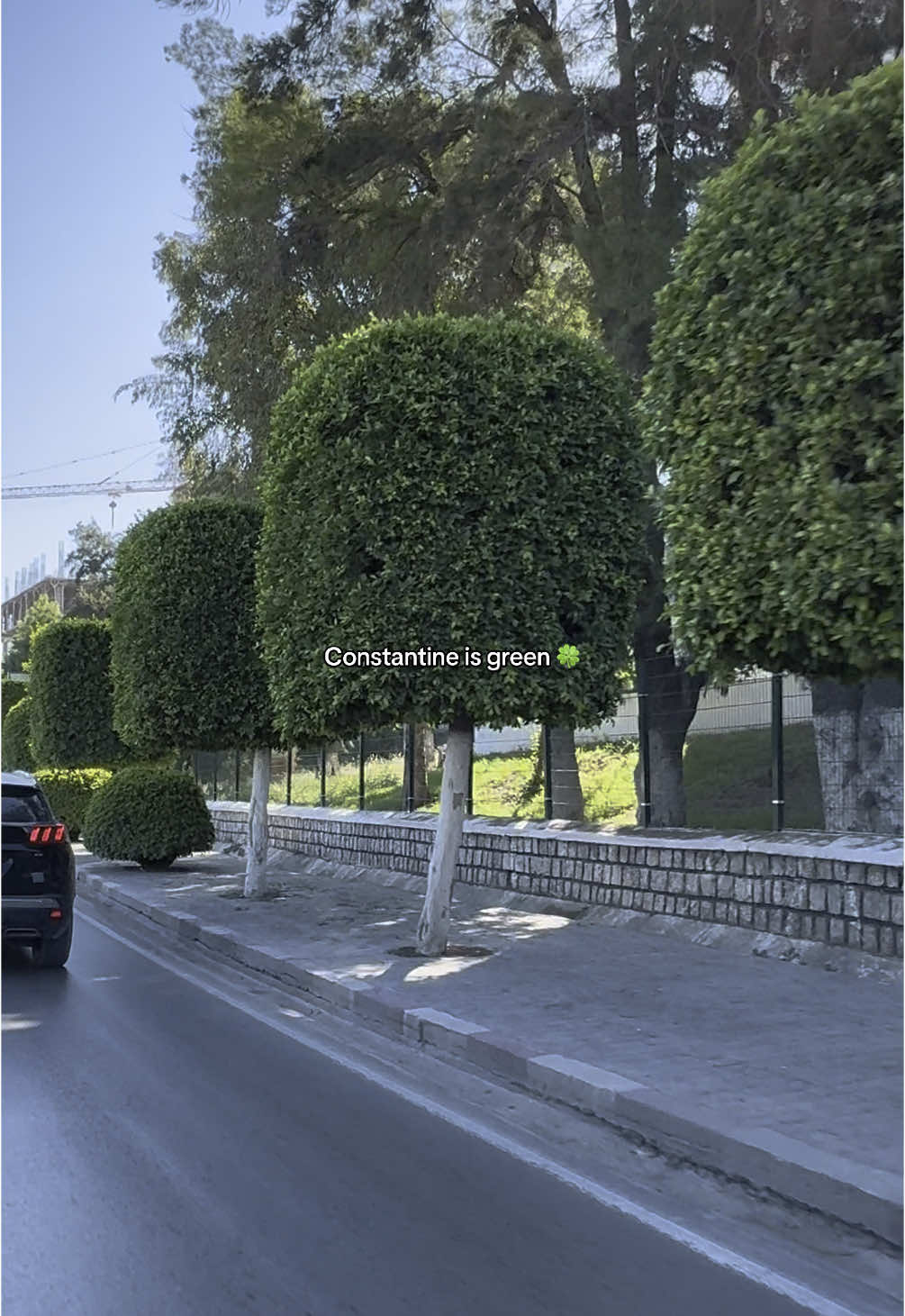 Constantine is green 🍀 #constantine #constantine25 #algeria #cirta #dz #🇩🇿 #algérie #alger #oran #annaba #setif #tlemcen #algerie #green #trees 