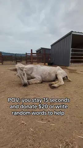 This sweet soul (Martha) has Equine infectious anemia (EIV) which needs to be diagnosed immediately to save her life. $1500 are needed to save her, at least let everyone donate $15 to make  today of $1500  We are currently using PayPal to raise the funds needed 🆘🆘‼️‼️‼️ #fyp #help #viral_video #goviral #donkeyrescue #rescue #