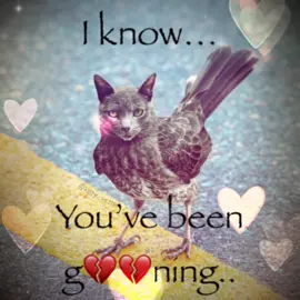I know that #cat #catsoftiktok #trending #vro #meme #fyp #fyppppppppppppppppppppppp 