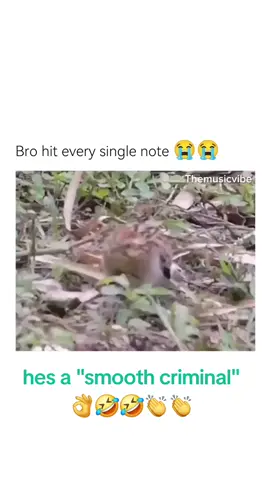 Dancing to the beat haha #bird #dancing #music #beat #funny #silly #amusing #animals #nature #smoothcriminal #michaeljackson #smoothcriminaldance #dancemoves #awesome #lol 