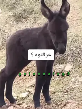 سمير متني مباشر  #سمير_متيني #سوريا #اكسبلور #ترند #المانيا #😂😂😂#ديرالزور#الرقة #كوميدي #المانيا_السويد_النمسا_النروج_دينيمارك #fyp  #funnyanimals #ادلب_حمص_حلب_شام_درعا_حماة #السعودية 