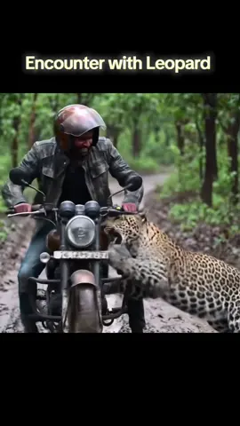 Leopard attacked bike, lucky guy he was not hungry #leopard #animal #wild #encounter #dangerous