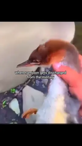 Ik He is waiting for that day😭 #bts #armybts #bts_official_bighit #btsxarmy #namjoon #btsfyp #foryou #armyforever 