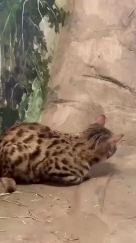 The claws are out, and so is the news: black-footed cats are back at Hogle Zoo! 🐾 Meet Thelma and Louise, a pair of ten-month-old black-footed cat sisters who came to Hogle Zoo from Fossil Rim Wildlife Center in Texas. Their arrival brings exciting potential for the future of this vulnerable species. As they settle into their new habitat, they can often be found napping, pouncing, exploring, and engaging with enrichment. Thelma is bold and playful, while Louise is a little more reserved—cautiously curious and content to observe before leaping into the action. Together, they roll, chase, and tumble through their space. Despite their size, black-footed cats are fierce predators, known for their agility, stealth, and an impressive 60% hunting success rate—earning them the title “deadliest cat in the world.” Meet Thelma and Louise in the third hallway of the Small Animal Building! #utahshoglezoo #hoglezoo #blackfootedcat #blackfootedcats #cats #zoo #zooday #utah