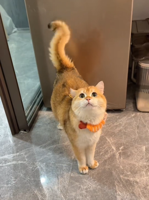 catwalk #fyp #tiktok #funnyvideos #funnycat #cutecat #cat 