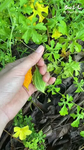 Mướp đắng rừng nhỏ nhưng có võ #suckhoe #huyetap #vietnam #trà #tramuopdangrung #tra #u40 #salegiuathang #giaiphongmiennam #tip