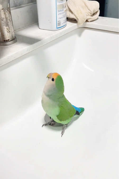 My little parrot is so cute that I wait for a bath every day #bird#cute#animal#pet#parrotsoftiktok#tiktokviral #fyp