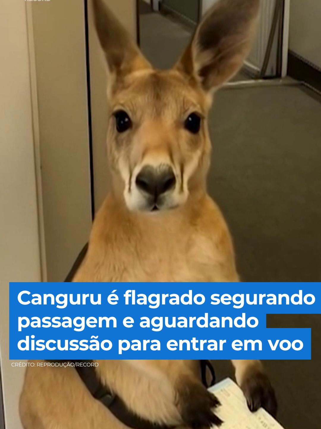 Um canguru foi flagrado segurando uma passagem e esperando autorização para embarcar em um voo. Enquanto a tutora discutia com uma funcionária da companhia aérea, o animal parecia tranquilo, usando até um acessório semelhante ao de cães-guia. A imagem viralizou nas redes sociais e chamou a atenção de milhares de pessoas. ✈️ Mas a cena inusitada tem um detalhe: tudo foi criado por inteligência artificial. 🤯 A ferramenta, que vem ganhando cada vez mais espaço, levanta questões sobre os limites entre o real e o virtual. 👉 Assista à reportagem completa do #BalançoGeral em R7.com/balancogeral