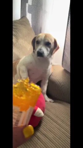 Would you say he’s guilty? No medication was ingested he got into the trash and chewed the empty bottle🤣🤨 #guiltydog #fyp #dogsoftiktok 
