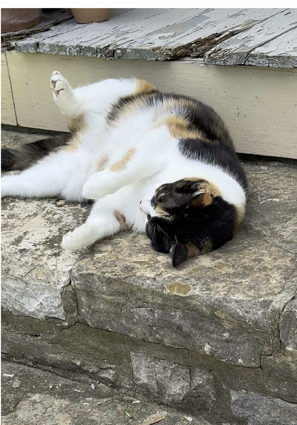 Peaches is having the best weekend. She hopes you are too 🥂🥂