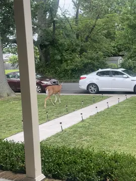 Sitting with my grandkids, saw this deer outside my window  #tiktok #tiktokviral #tiktoker #viral #viraltiktok #viralvideos #men #family #entertainment #life #deer #fyp #fypシ #fypage #fypシ゚viral #fyppppppppppppppppppppppp #fypp #fypシ゚ #fyppp #followers➕ #following #followtrain #animals #