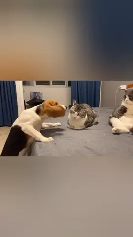 #cat #cats #catsoftiktok #fyp #kitten #foryou #duet #viral #trending 