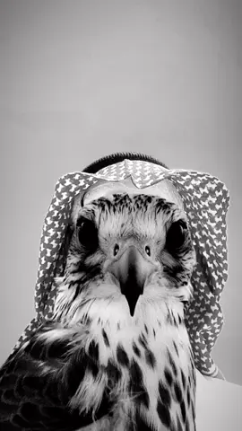 الله على الربطه 🩶 #اكسبلور #صقر#شماغ #ترند #فلتر 