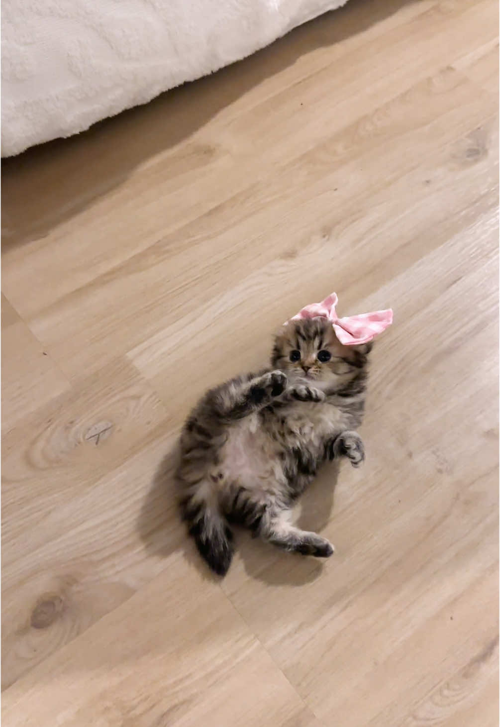 نقطتي الجوهرة الشباصه اكبر منها🤣🤎🐾✨ #foryourepage #fyp #foryoupage #سكوتش_فولد #cat #yyyyyyyyyyyyyyyyyy #fy 