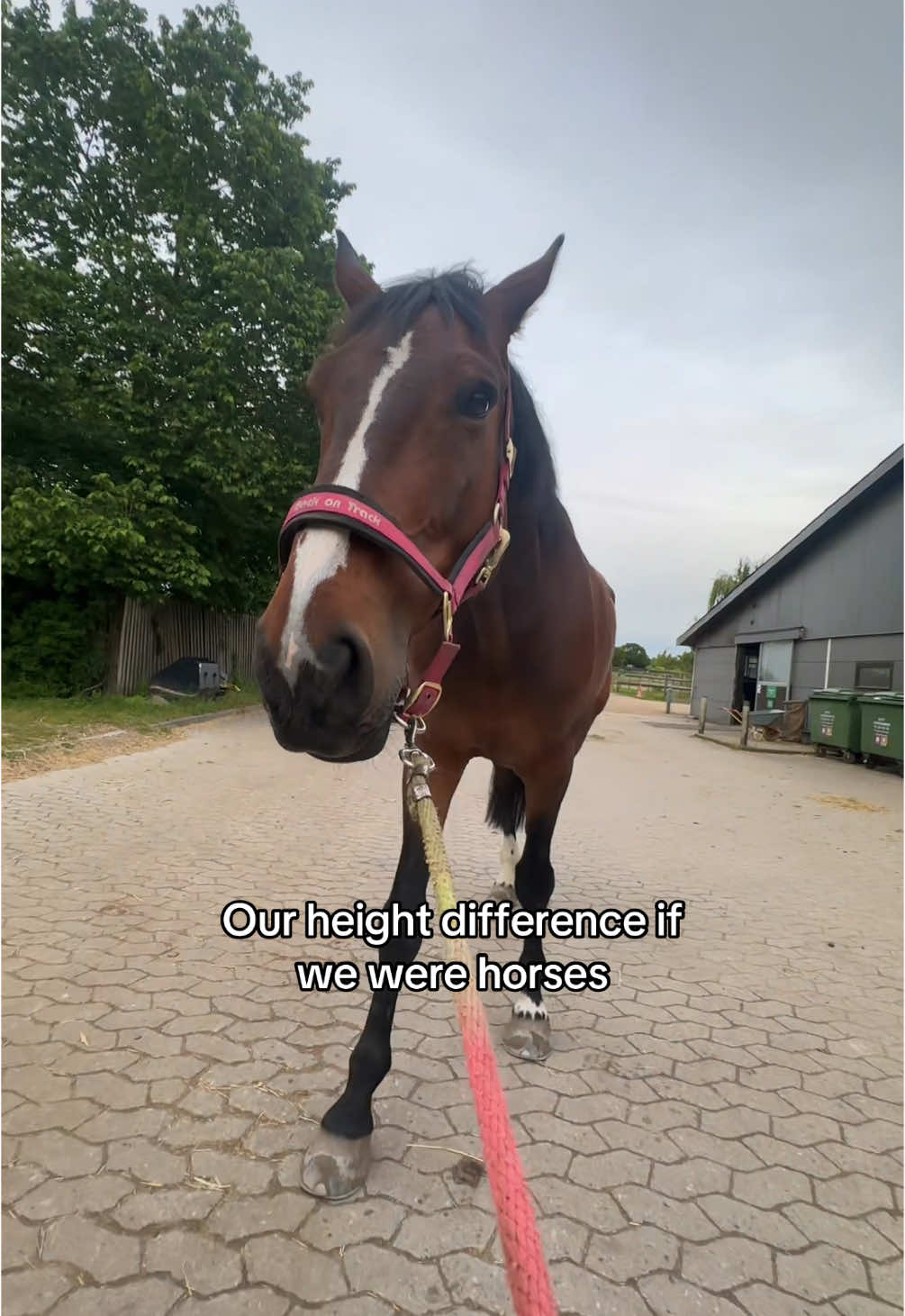 #fyppage #equestrainlife #equestrianfyp #equestriantiktok #horse #fyp #equestrian #horses #minipony 