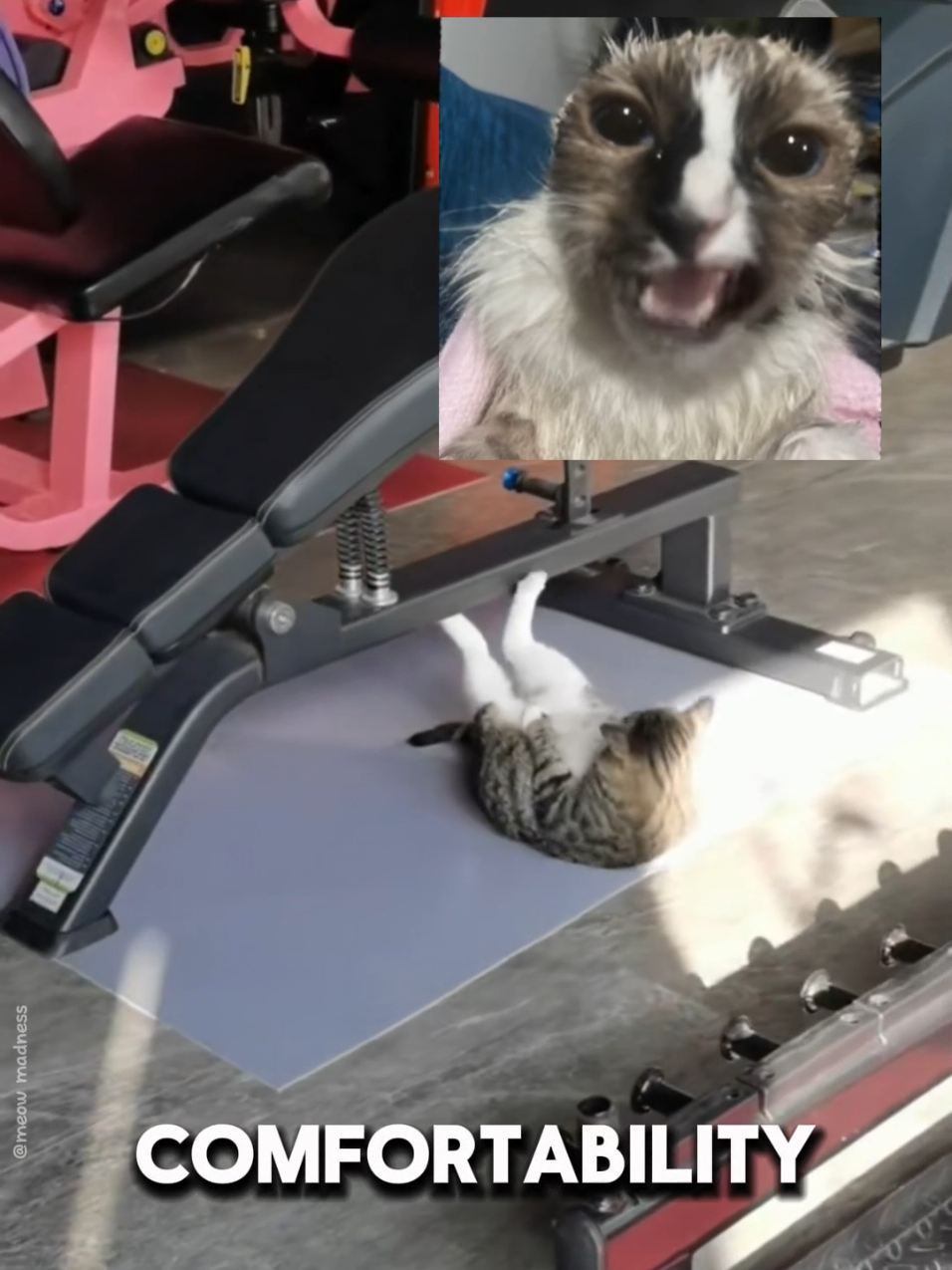 Wake Up, Comfortability Kills Dream #wakeup #cat #funnycats #catmemes 