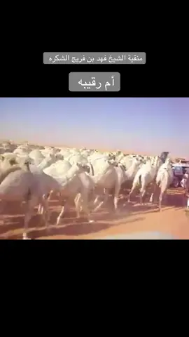 #ابن_فريج_الشكره #فهد_بن_فريج #ال_فريج #الشكره #الدواسر #ام_رقيبه #المزاين #الشرهات #شرهات_الدواسر 