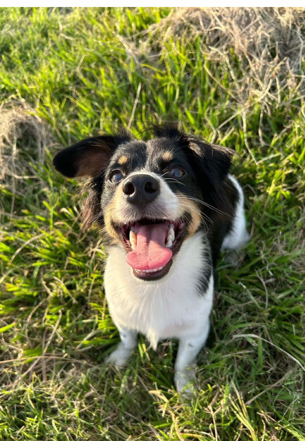 el amor que me espera todos los días ❤️‍🩹🥹 #amor #paratii #mascotas 