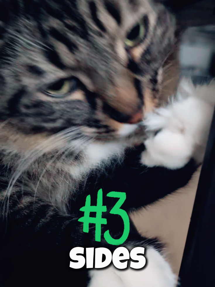 I have a 3sides😺  #petlove #catlover #tiktokpet #猫動画 #猫好き #キジトラ猫 #cats #petlover #tabbycat #catvideo #funnyvideo #sides #fyp 