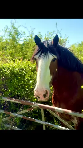 Last week of May, let’s be having you June ☀️ 🐎 #summertime #mylife #horses 
