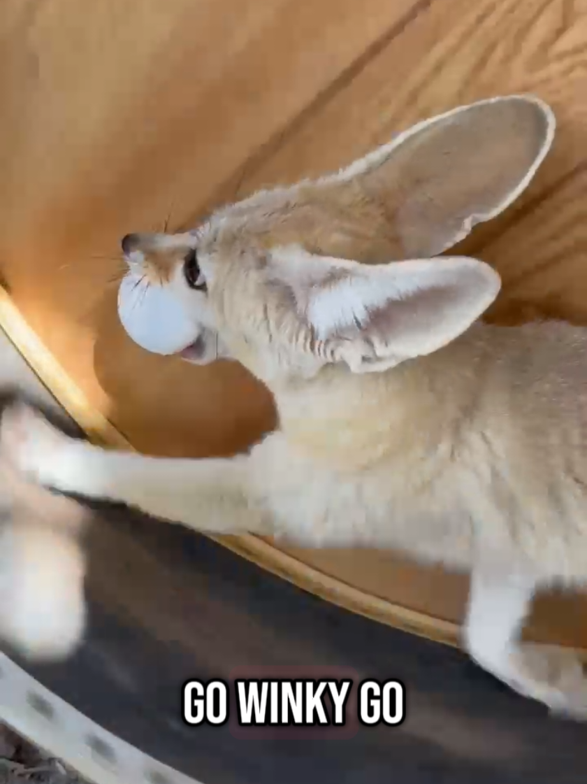 We don't condone theft...unless you're as cute as Winky🫢   #animaltracksinc #keeptheworldwild #fennecfox #animalrescue #foxesoftiktok #animalsanctuary #eggprices #losangeles #aguadulce #wildanimals #cuteanimals #conservation 