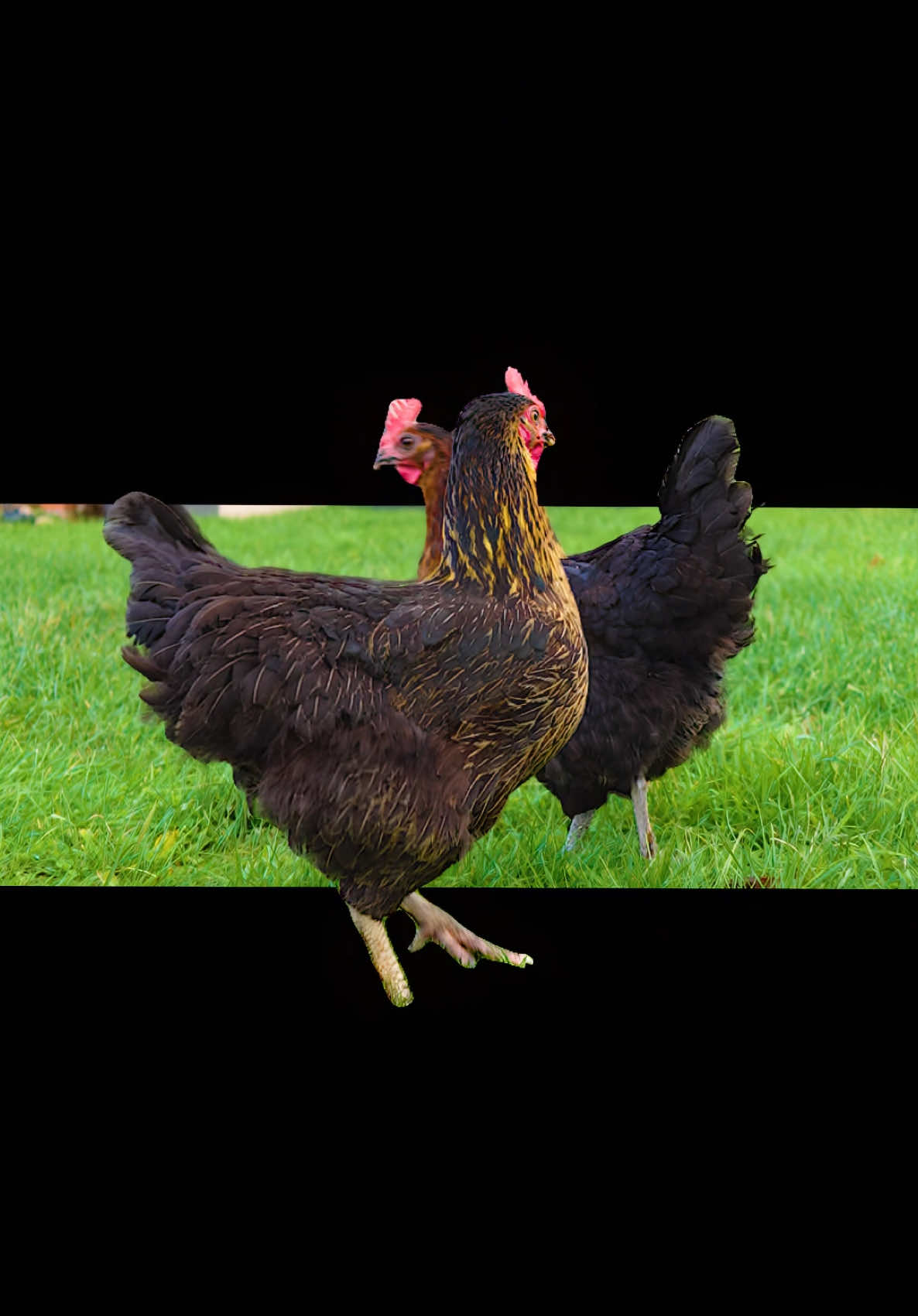 KFC edit 🗣️🐓 #kfc #chicken #editing #trend #lmao #viral #humour 
