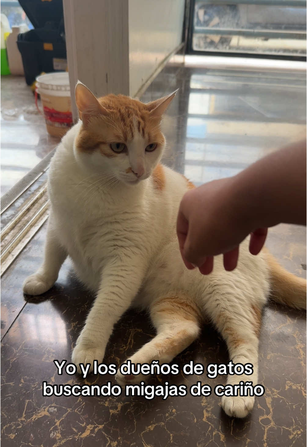 Yo buscando amor XD #cat #funny #videos #challenge #cariño 