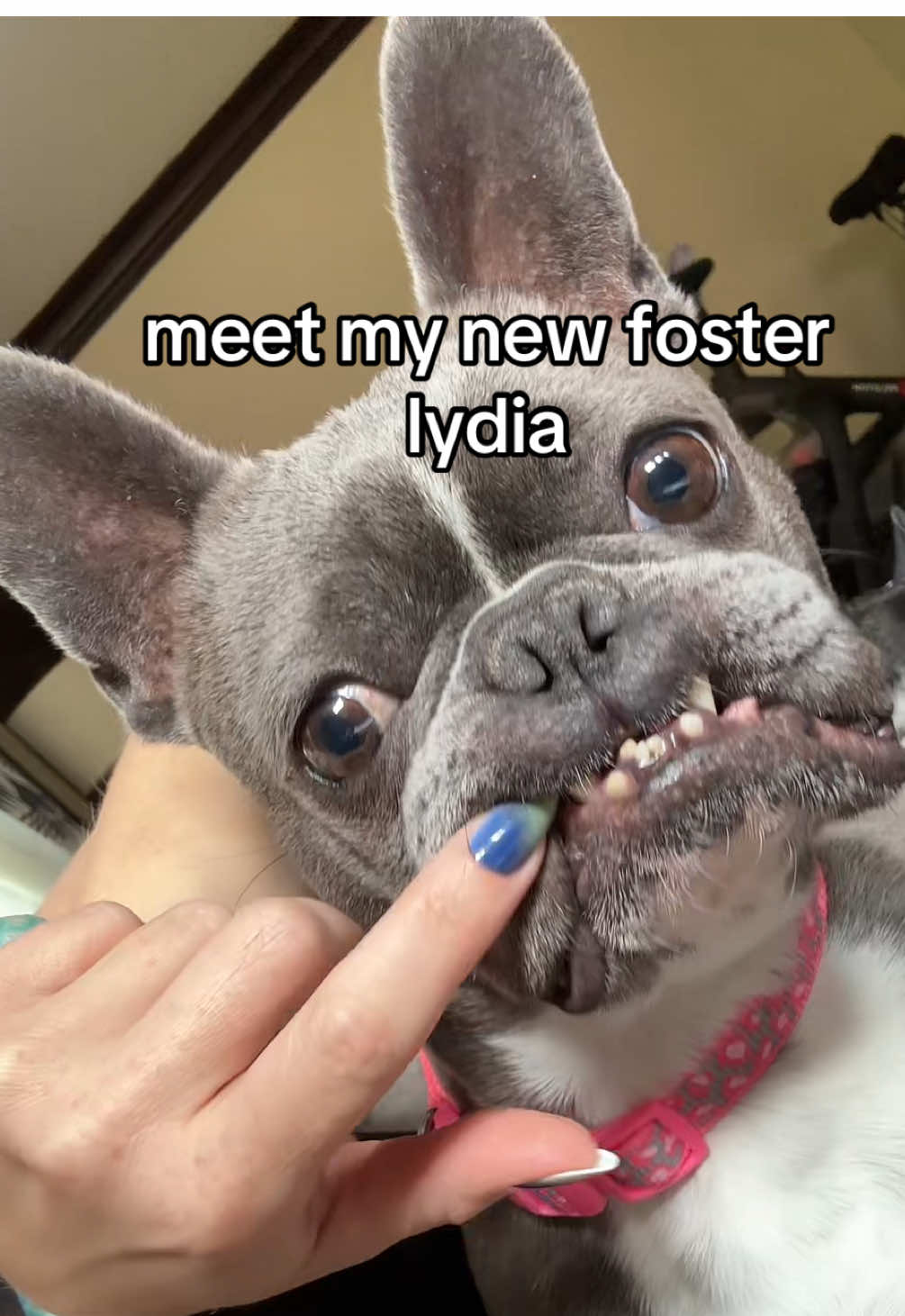 Lydia has joined the Spice household! she's a 4 year old french bulldog & will be adoptable through Underdog Rescue in Minnesota after she's been spayed & had a dental cleaning! No braces needed, obviously! 💙 