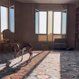#غزال #gazelle 