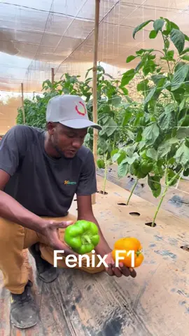 Poivron sous serre Fenix F1 par TERRAGRISEN #culturesousserre #terragrisen #Agriculture  Contactez nous au 77 63 96 91 97