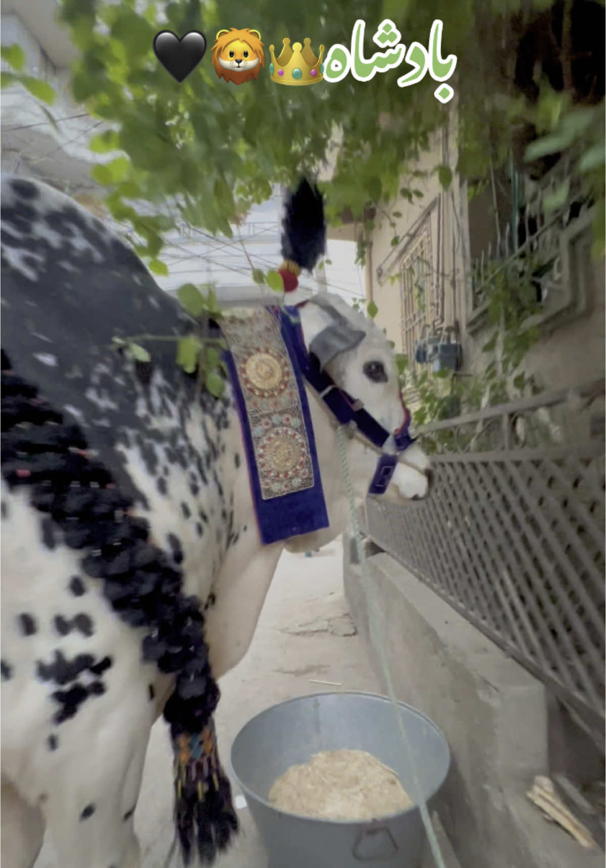 Say MashAllah❤️👑Shehzada PUTRII🫶💕💕#itsmerafayofficial #qurbanimalikhouse #foryoupage❤️❤️ #itsmerafay1 #1millionaudition #tiktokviral 