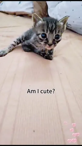 Adopt a naturally disabled stray kitten. #cat #catsoftiktok #straycat #rescuecatsoftiktok #catloversoftiktok #fyp #rescueanimal #catrescue #kittenoftiktok #disabledcat #streetcat 