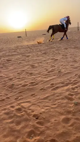 #اكسبلورexplore#تفاعلكم#لايك#متابعه#خيل#وخياله#سبق#السرعه#تصلال♥️🎠#رهاج#رماح#جزيري#