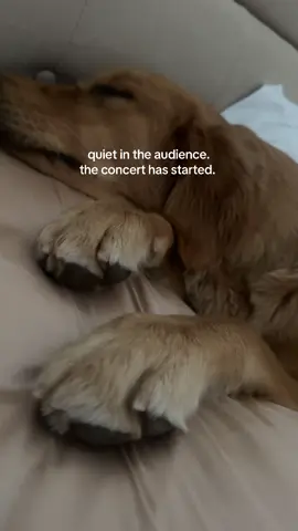 Our little sleeping musician 💤🎶🎼#goldenretriever #goldenpuppy #puppy #piano #puppysleeping #fyp #reels #goldenpuppy #puppy #funny #cute #dog 