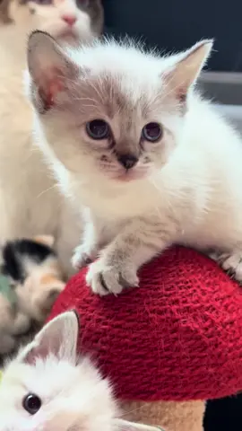 Precious baby Muriel rescued from under a porch with the rest of her family as a newborn!!💜 Follow along on INSTAGRAM for more daily cuteness at fosterkittenmama. #fosterkittenmama  #adventuresinkittenfostering #kittensofinstagram  #fosterkittens  #kitty  #cats  #ilovecats  #catsofinsta #siamese  #cat #siameseoftheworld #siamesecat   #fostercatsoftiktok #siamesekittens #fostercats #ilovecats #castlerock #siamesekitten  #kitties #kittiesofinstagram #tabbiesoftiktok #fostercat  #adopt #adoption #animals #catsoftiktok #catlover #ilovekittens #foster #tiktokcat #tiktokcats #tiktokkittens #tiktokkitten #kittensoftiktok #cattok #fosteringcats #fosteringkittens #kittenfoster #kittenfostermom #catrescue #kittenrescue #rescuingcats #rescuingkitten #loved #animals #cutecats #animaltok 
