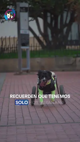Inscripciones solo HOY y MAÑANA  Inscríbete en la carrera más linda de Colombia 💙❤️ La Carrera Ángel por los Animales y salva muchísimas vidas. Escríbenos al WhatsApp 📲3207255125 Valor de la inscripción adulto 80 mil pesos, niños 70 mil pesos.  Fecha y lugar: 22 de junio Chiquinquirá  Kit incluye: camiseta, chip de cronometraje, número, pañoleta y medalla.  Corre por los animalitos. 💙🩷 Cupos limitados, cierre de inscripciones 30 de mayo.