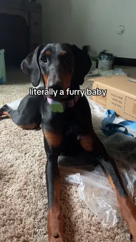 Menace to society #fyp #fypシ #dogsoftiktok #doberman 