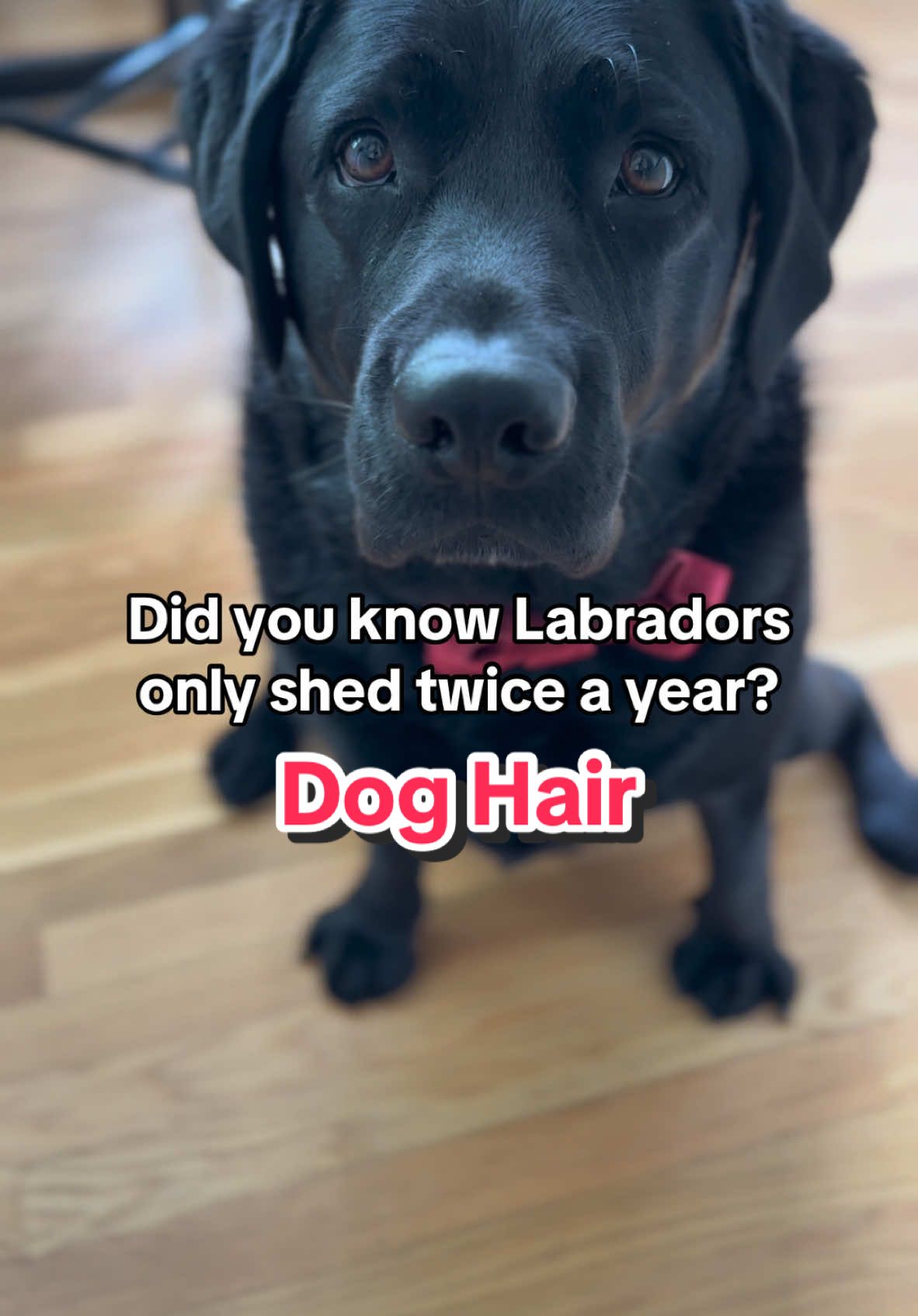 The NERVE to complain about a little dog hair after all King C does around the house!