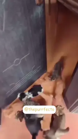 Meowkiiie #fyp #pov #catlover #catlovers #funnycat #funnycats #catscompilation 