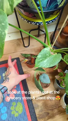 I got the Thai constellation and Shivereana at the local plant shop, everything else was from the grocery store