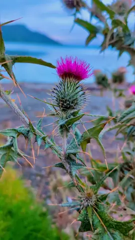 #thistle #offgrid #lochlife #Scotland  #loch #Home #garden #views #sea #braveheart 