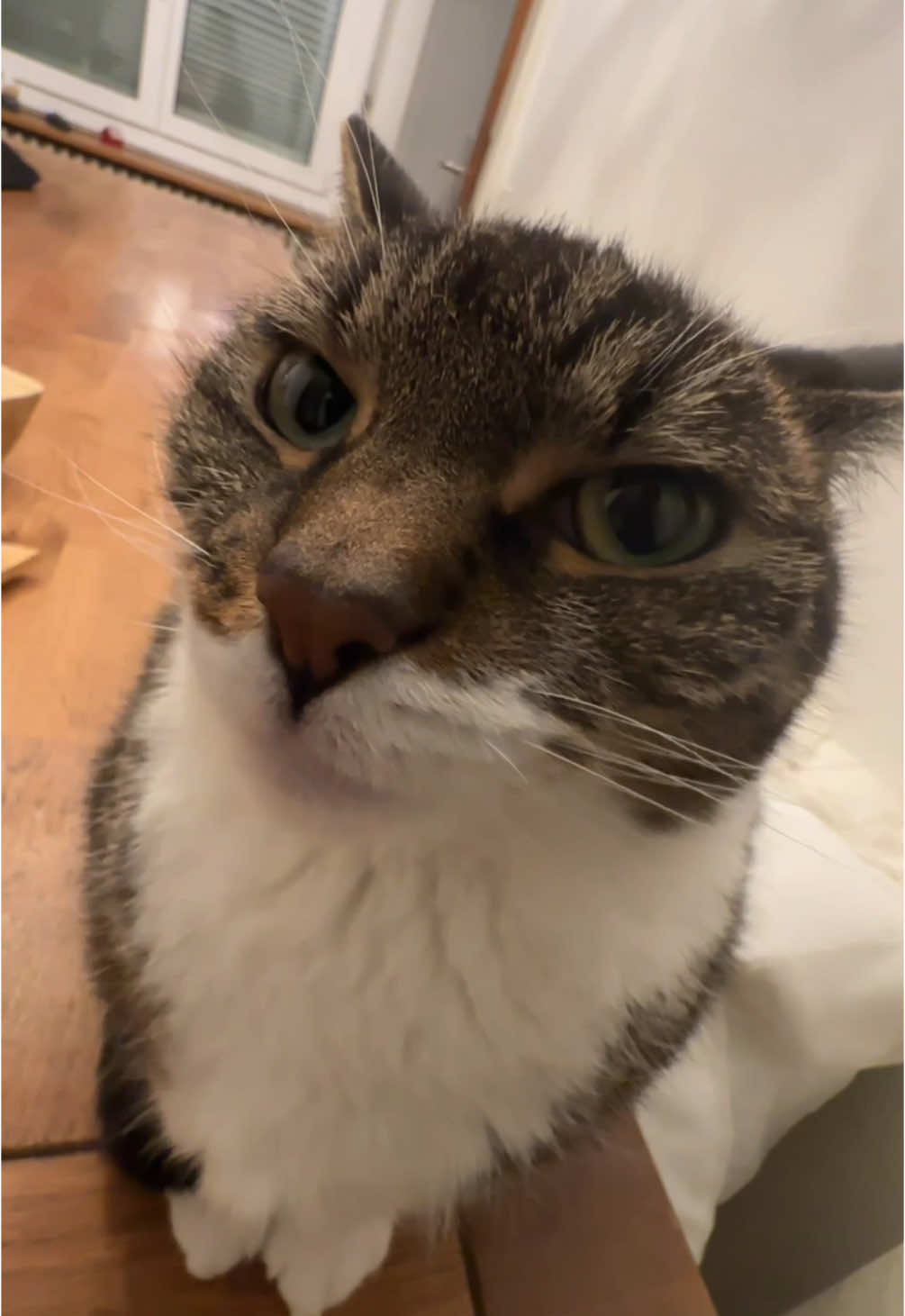 Follow @PrettyCatKiss_Daily for more content! 😸  ---  Day 139 - Loading up silly Videos of my Cat kissing you 🤝  --- #usa #europe #cat #funny #moments
