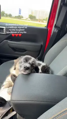 Best friend forever ❤️ @I Can’t Even (via:@a) 