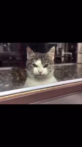 خلونا كفرنا ولاد الوسخه  #الشعب_الصيني_ماله_حل😂😂  #