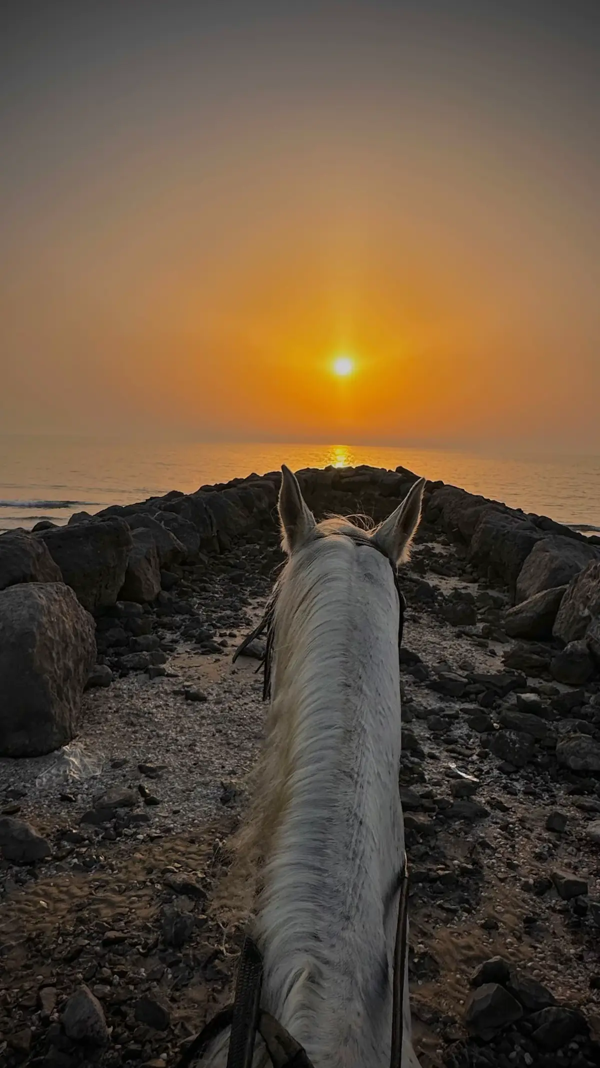 #خيل_وخياله🐎 #خيل #الشعب_الصيني_ماله_حل😂😂 #fffffffffffyyyyyyyyyyypppppppppppp 