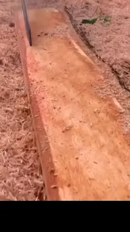 #treecut 