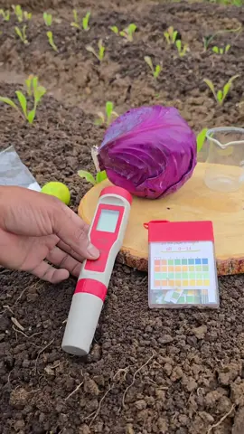 Here are 4 quick and easy ways to test your garden soil pH at home! 🧪🌱 Whether you're growing vegetables or flowers, knowing your soil's pH is key to healthy plants. Method #3 is surprisingly fun! 😲 #SoilTesting #GardeningTips #SoilpH #HomeGarden #UrbanFarming #BackyardGarden #OrganicGardening #SoilHealth #pHtest #GardenHacks #DIYGarden #GrowYourOwnFood #HomesteadLife #USAGardener 