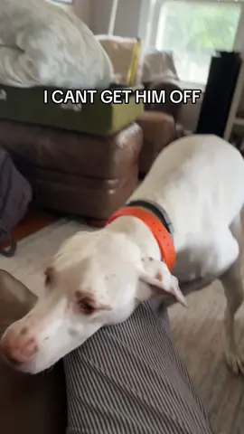 HES SO STRONG I CANT GET HIM TO STOP HUMPING ME #dog #dogsoftiktok #dogs #doglover #dogmom #funny #fyp #foryou #foryoupage #DogTraining #laugh #fypシ 