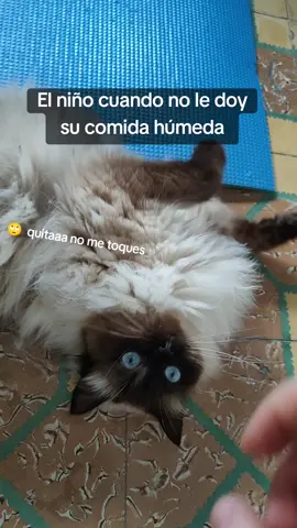 #gatos #fyp #contenido #humortiktok #gatostiktok #♥️ #parati 