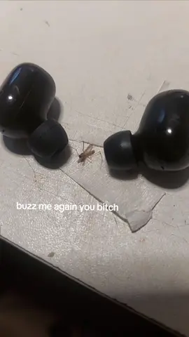 fuckass mosquito, try to bite me again and I bring you the demo of let down #radiohead #mosquito 